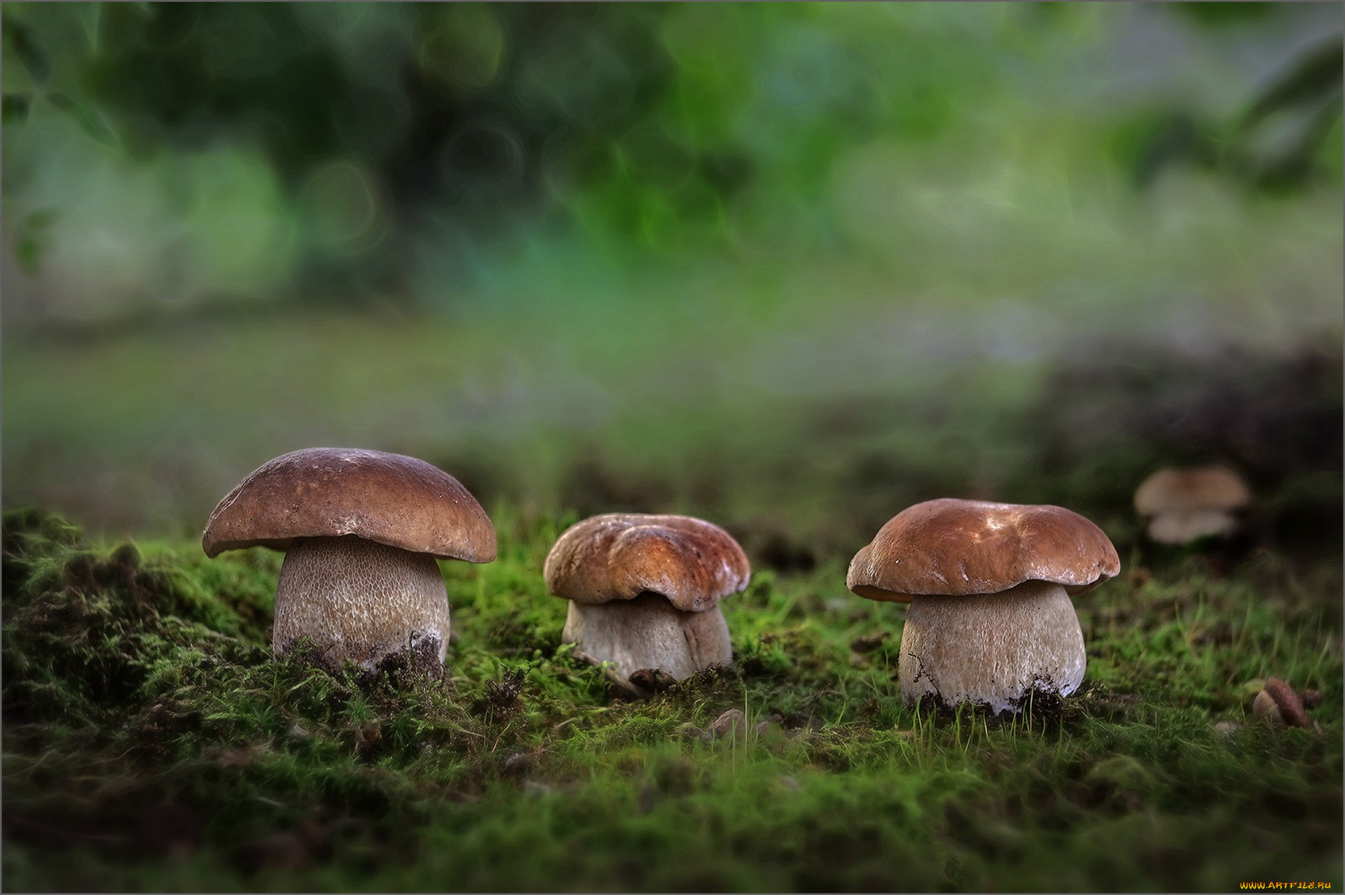 грибочки в лесу картинки